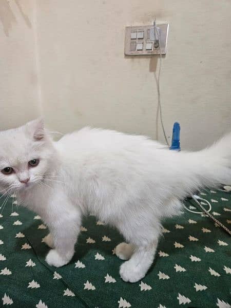 pure white Persian kitten, cat  for sale 5