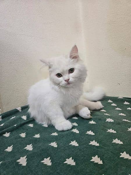pure white Persian kitten, cat  for sale 6