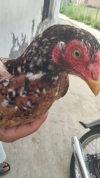 2 Aseel hen for sale age 9 month And Aseel pathay + pathiyaan for sale 3