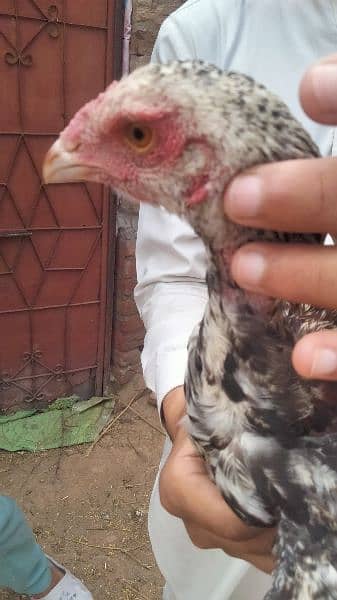 2 Aseel hen for sale age 9 month And Aseel pathay + pathiyaan for sale 5