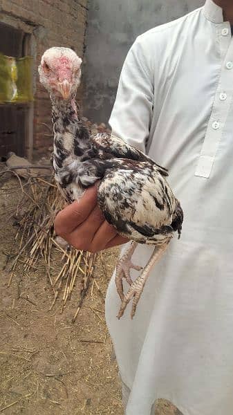 2 Aseel hen for sale age 9 month And Aseel pathay + pathiyaan for sale 7