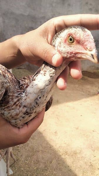 2 Aseel hen for sale age 9 month And Aseel pathay + pathiyaan for sale 9