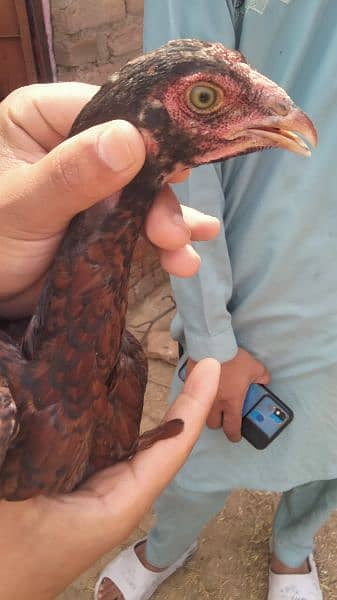 2 Aseel hen for sale age 9 month And Aseel pathay + pathiyaan for sale 11