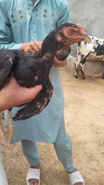 2 Aseel hen for sale age 9 month And Aseel pathay + pathiyaan for sale 13