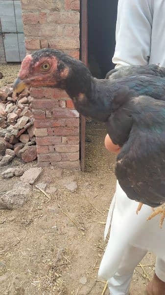 2 Aseel hen for sale age 9 month And Aseel pathay + pathiyaan for sale 14