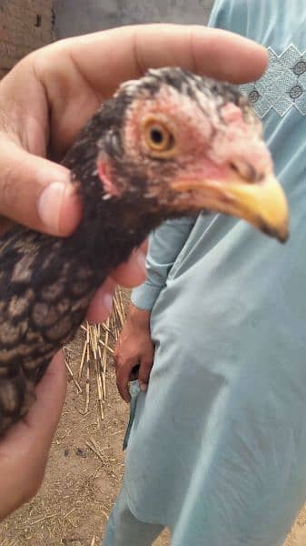 2 Aseel hen for sale age 9 month And Aseel pathay + pathiyaan for sale 15