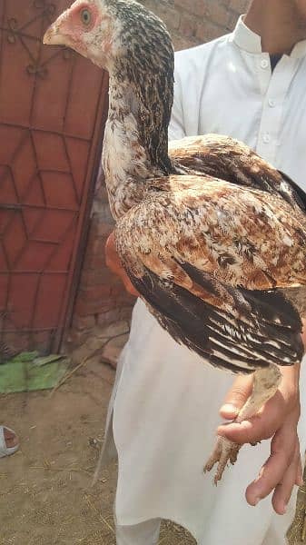 2 Aseel hen for sale age 9 month And Aseel pathay + pathiyaan for sale 17