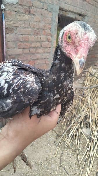 2 Aseel hen for sale age 9 month And Aseel pathay + pathiyaan for sale 18