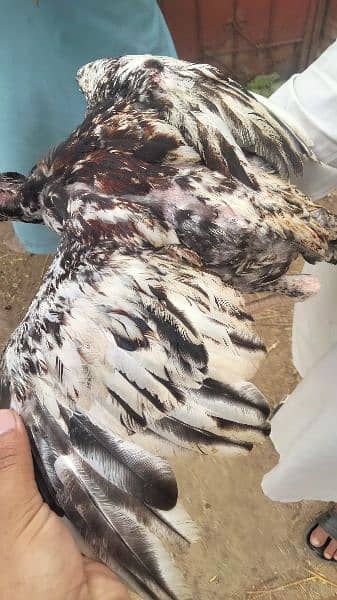2 Aseel hen for sale age 9 month And Aseel pathay + pathiyaan for sale 19