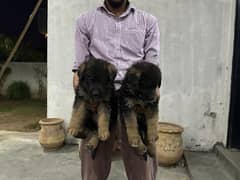 GSD 5 Males and 2 Female Puppies for Sale 0