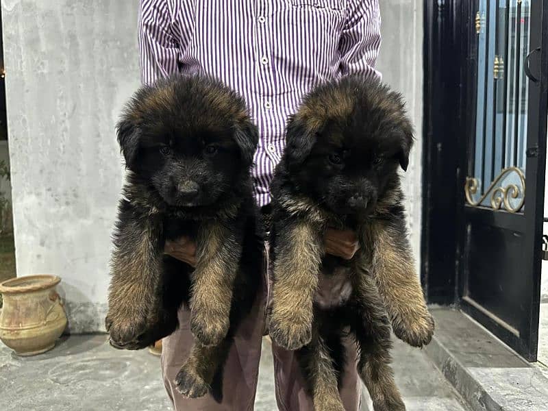 GSD 5 Males and 2 Female Puppies for Sale 1
