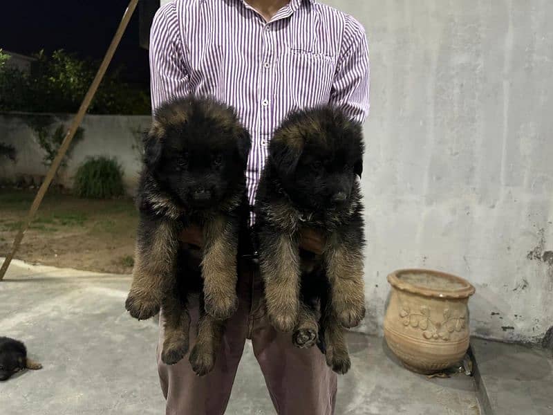 GSD 5 Males and 2 Female Puppies for Sale 2