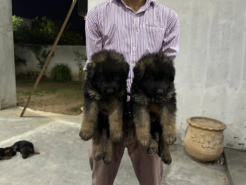 GSD 5 Males and 2 Female Puppies for Sale 3