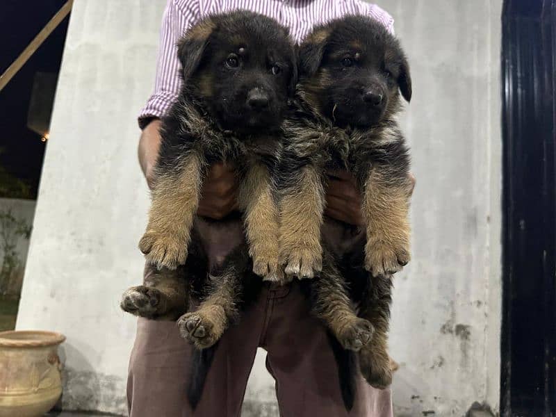 GSD 5 Males and 2 Female Puppies for Sale 4