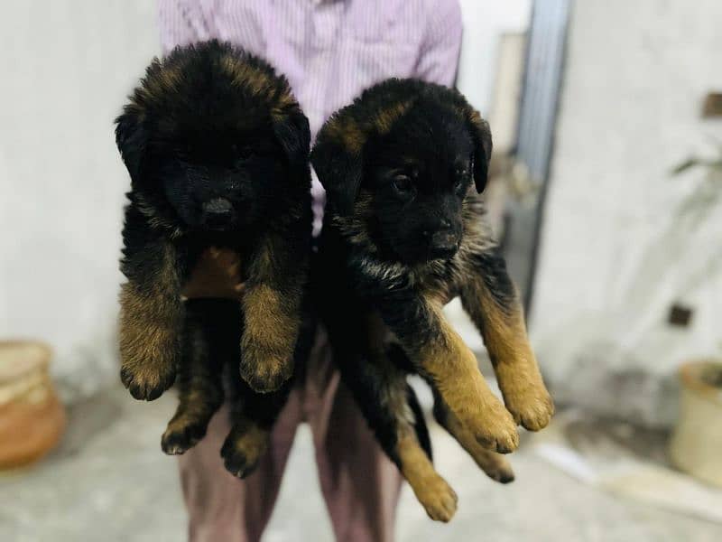GSD 5 Males and 2 Female Puppies for Sale 5