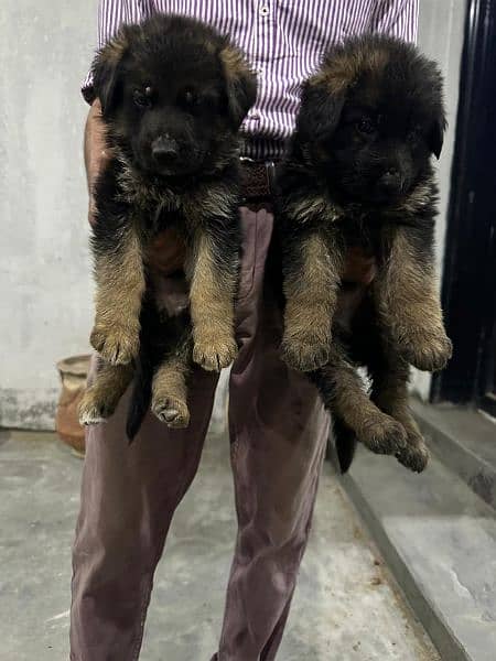 GSD 5 Males and 2 Female Puppies for Sale 6