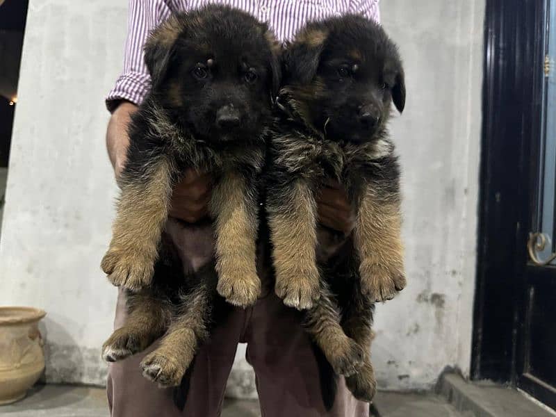 GSD 5 Males and 2 Female Puppies for Sale 7