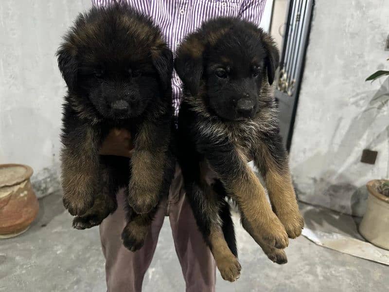 GSD 5 Males and 2 Female Puppies for Sale 8