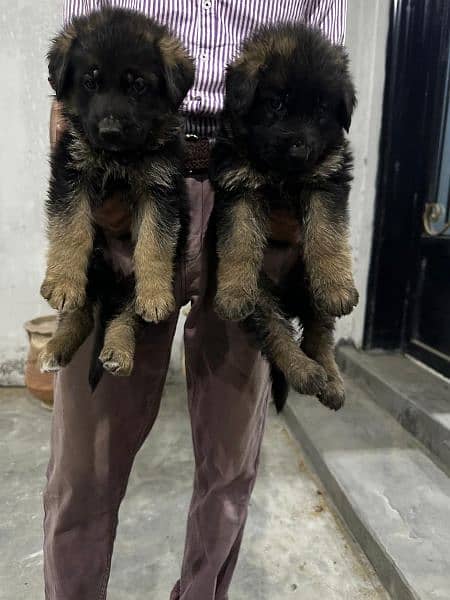 GSD 5 Males and 2 Female Puppies for Sale 9