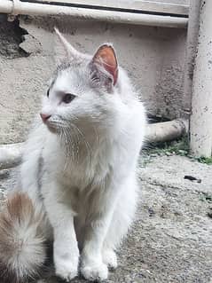 Turkish Angora Cat  for sale white and gray color