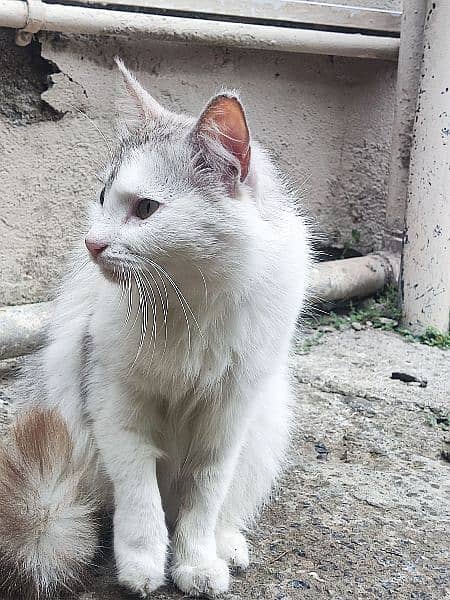 Turkish Angora Cat  for sale white and gray color 0