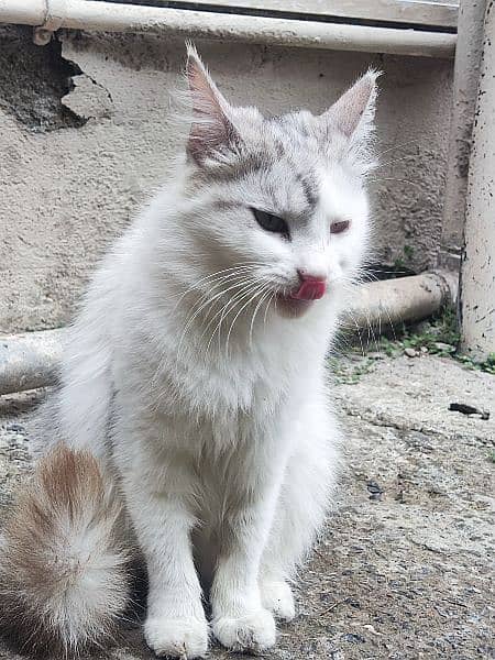 Turkish Angora Cat  for sale white and gray color 1