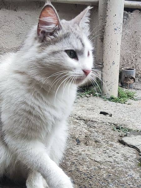 Turkish Angora Cat  for sale white and gray color 2