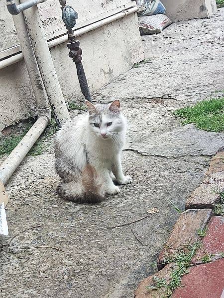 Turkish Angora Cat  for sale white and gray color 3