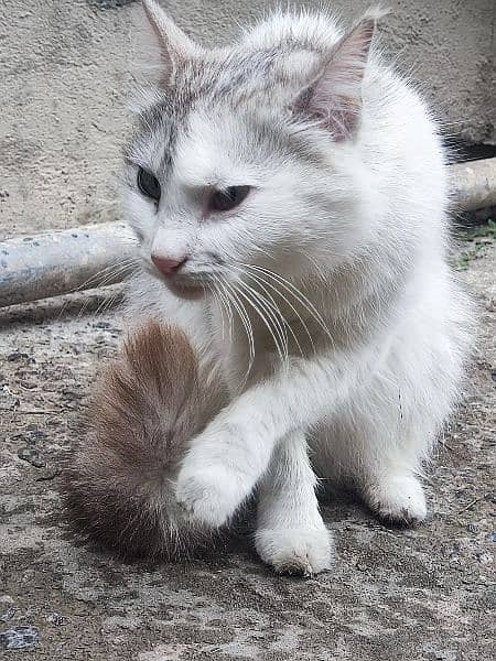 Turkish Angora Cat  for sale white and gray color 4
