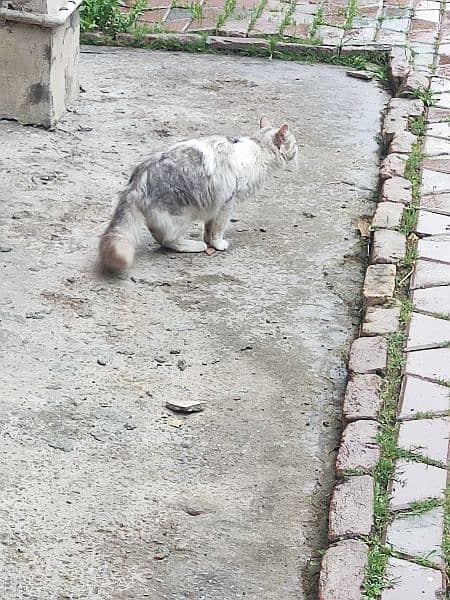 Turkish Angora Cat  for sale white and gray color 6