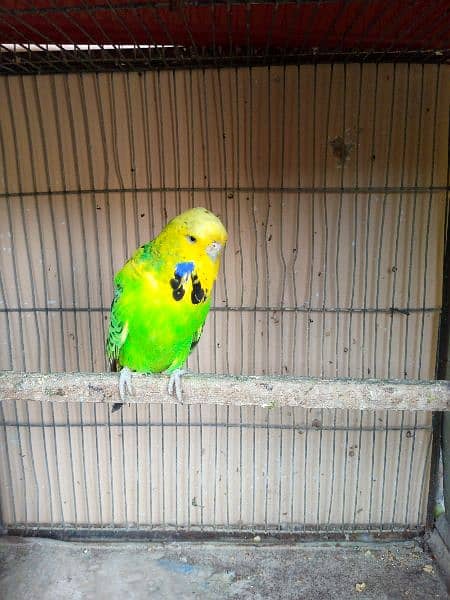 exhibition parrot 1