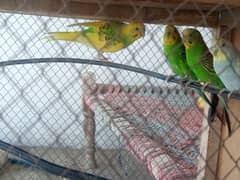 Budgies parrot 550 per pair