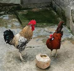 golden misri home breed rooster | دیسی مرغے