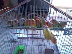 dilute opline chick 5to 6 month Lotion Red eye green lotino