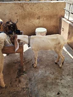 goat for sale 4 dant path
