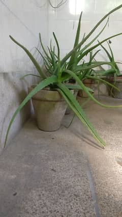 Fresh Aloe vera Plants
