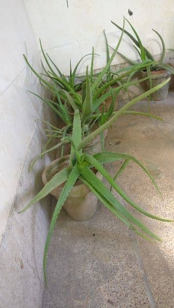 Fresh Aloe vera Plants 1