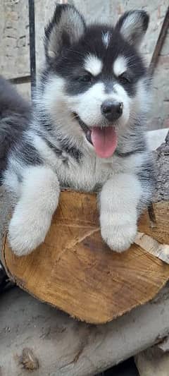 Husky Puppies Available.