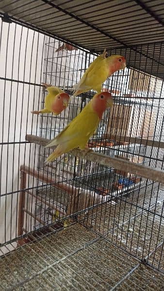 common lutino pathey and adult pair for sale 0