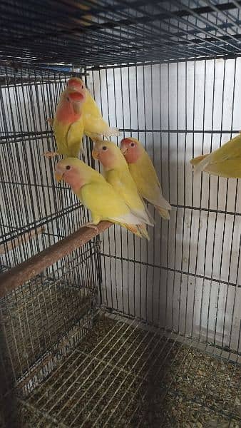 common lutino pathey and adult pair for sale 2