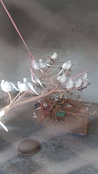 Dove Breeder Pair Available 1