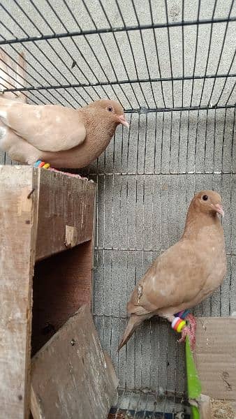 Dove Breeder Pair Available 6