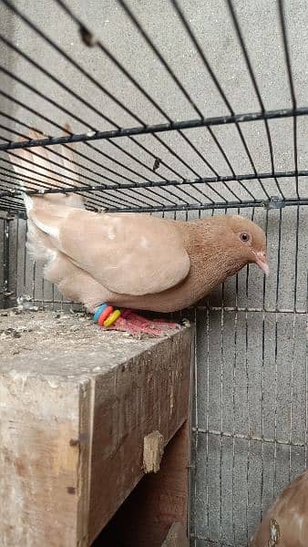 Dove Breeder Pair Available 7