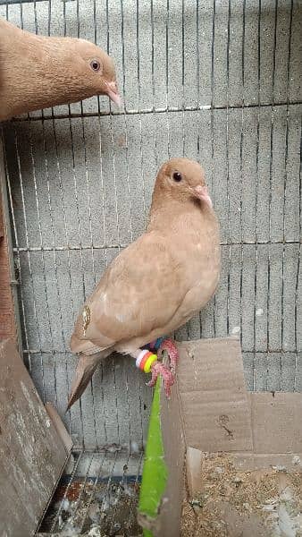 Dove Breeder Pair Available 8