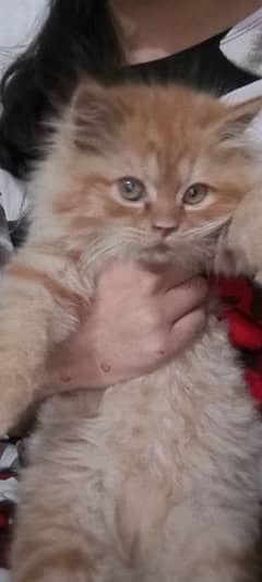 Persian golden long hair kitten