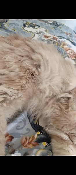 Male persian Cat Available 1