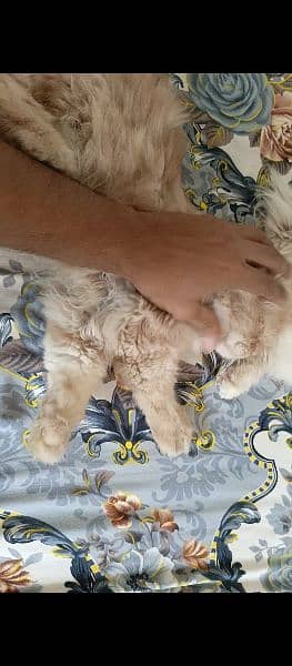Male persian Cat Available 2