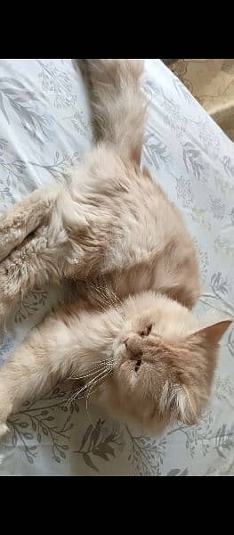 Male persian Cat Available 3