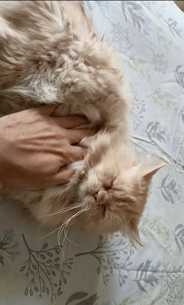 Male persian Cat Available 4