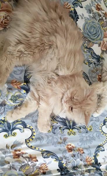 Male persian Cat Available 5